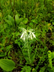 Lithospermum bejariense