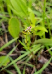 Polygala verticillata
