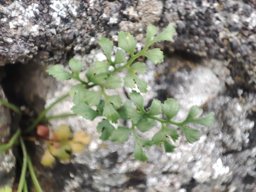 wall-rue