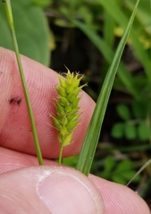 Carex microdonta