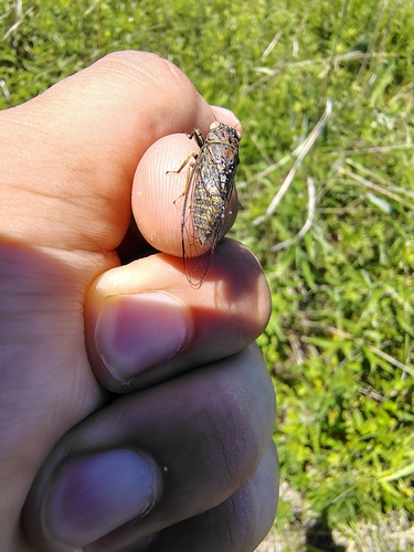 Southern Grass Cicada photo 2