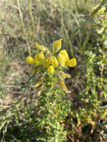 yellow restharrow
