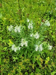 Lithospermum bejariense