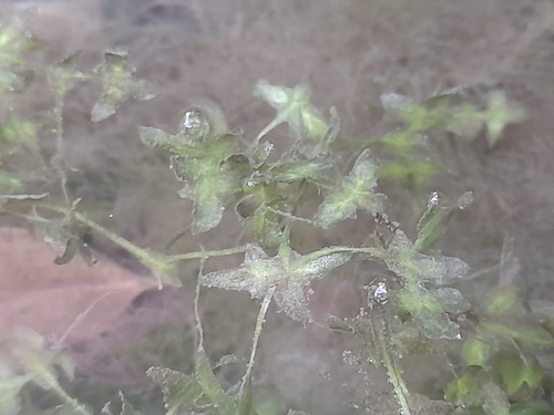 Ivy-leaved Duckweed