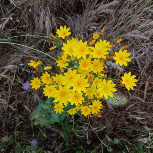 Blackstonia grandiflora