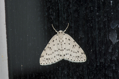 Naxidia punctata