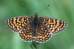 Melitaea ornata