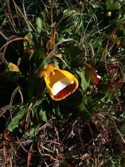 Calceolaria uniflora