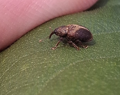 Lignyodes enucleator