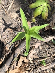 Lilium michiganense