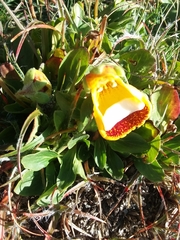 Calceolaria uniflora