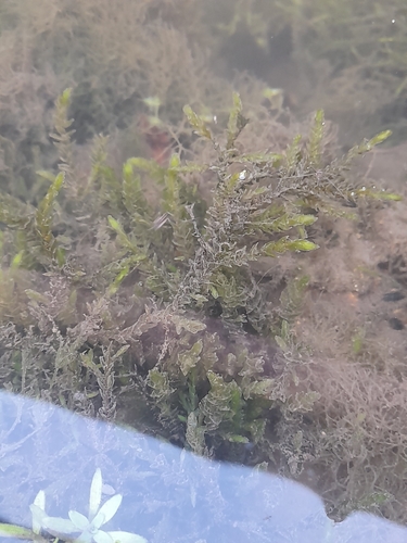 Willow Moss