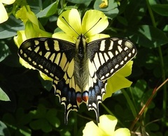 Papilio machaon