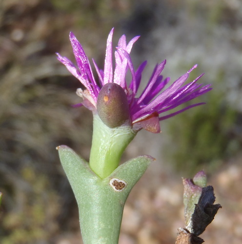 Smicrostigma viride, photograph 6
