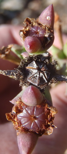 Smicrostigma viride, photograph 4