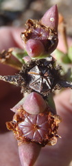 Smicrostigma viride, photograph (c) Nicola van Berkel, some rights reserved (CC BY-SA)
