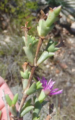 Smicrostigma viride, photograph (c) Nicola van Berkel, some rights reserved (CC BY-SA)