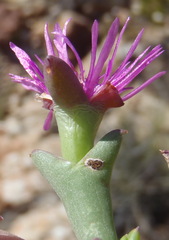 Smicrostigma viride, photograph (c) Nicola van Berkel, some rights reserved (CC BY-SA)