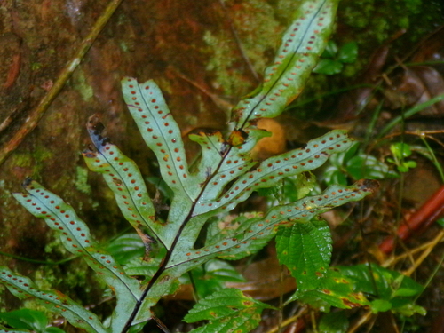 Phlebodium pseudoaureum observed 2026-06-12