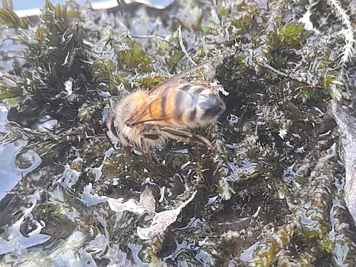 Western Honey Bee