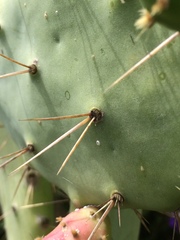 Opuntia elatior