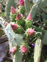 Opuntia elatior