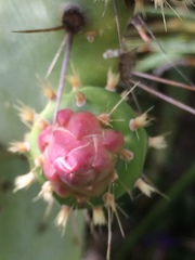 Opuntia elatior