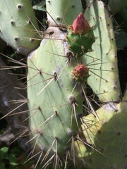 Opuntia elatior