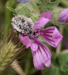 Coleoptera