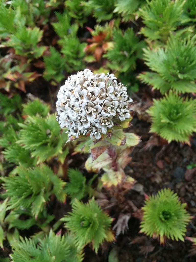 Hairy chocolate flower