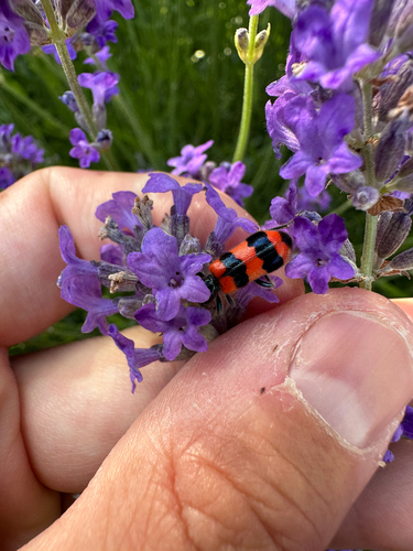 Bee-eating Beetle