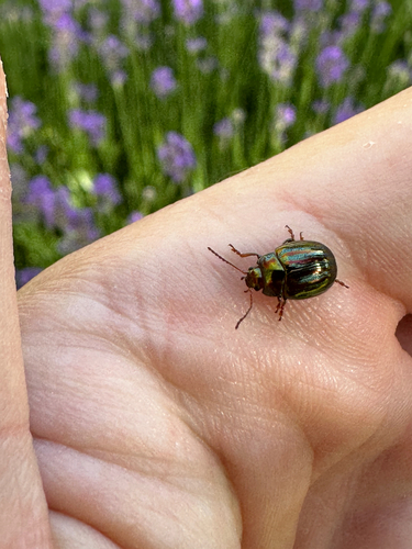 Rosemary Beetle