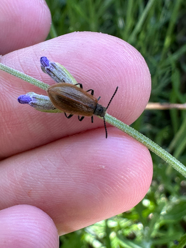 Rough-haired Lagria Beetle