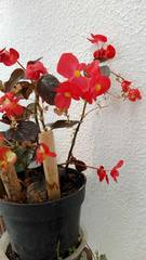 Begonia cucullata hookeri