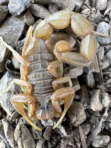 Common Yellow Scorpion