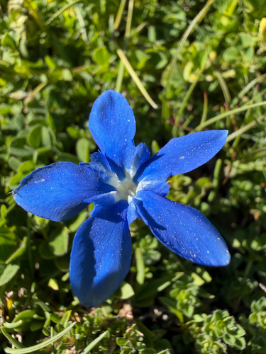 spring gentian