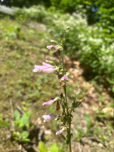 Penstemon canescens, photograph 1