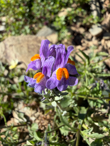 Alpine Toadflax