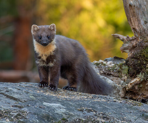 Eurasian Pine Marten, photo 2 of 10