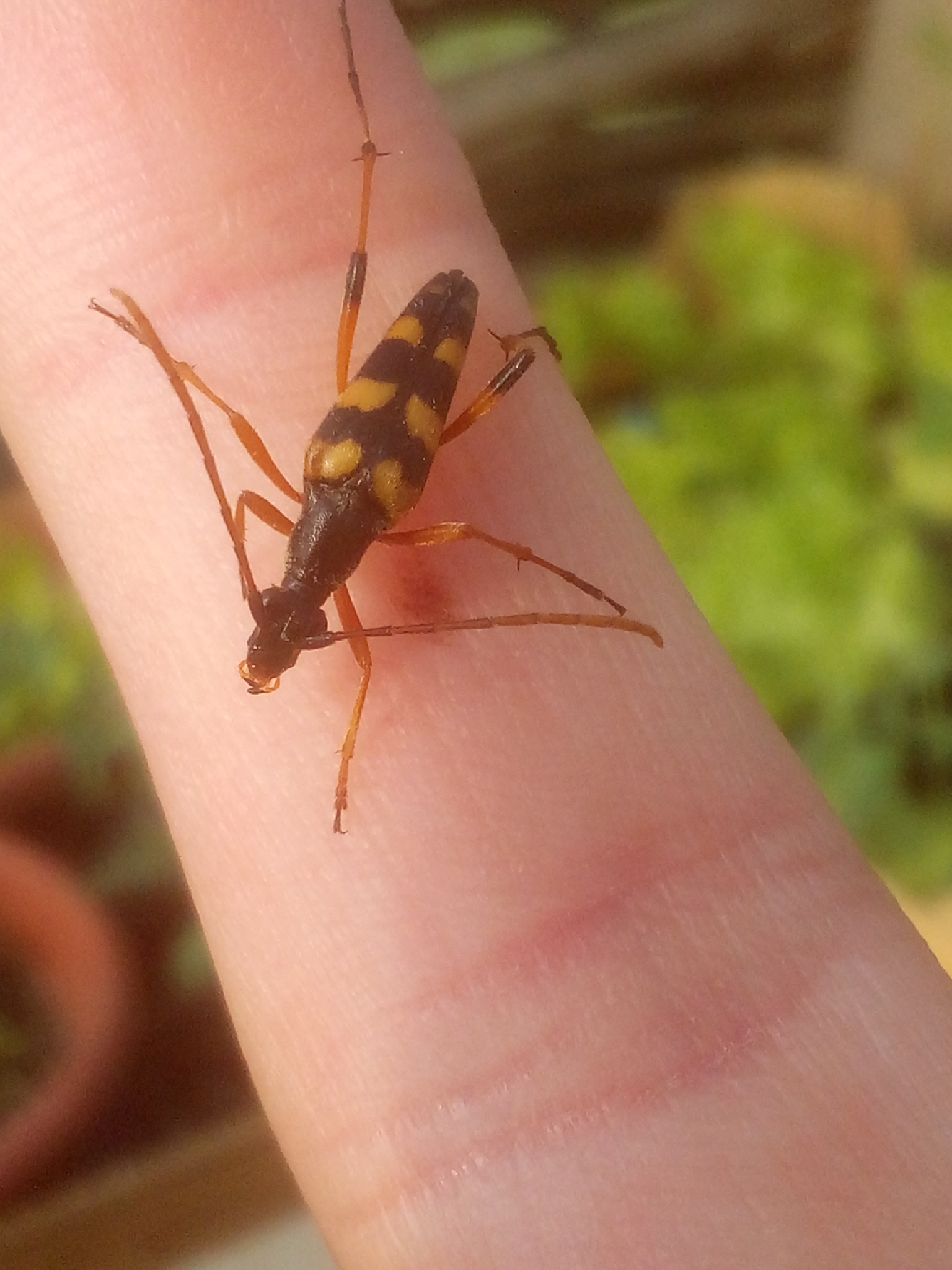 Strangalia attenuata