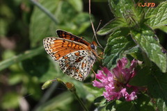 Melitaea ornata