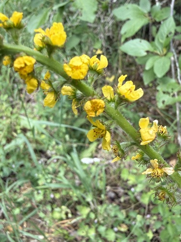 common agrimony