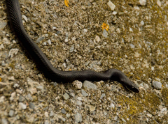 Hierophis viridiflavus carbonarius