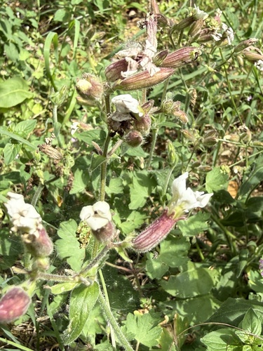 white campion