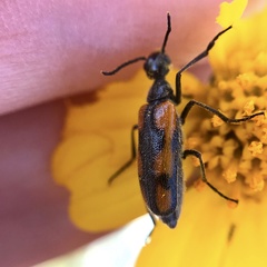 Eupompha elegans