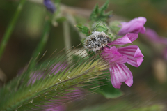 Coleoptera