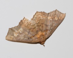 Lopharthrum comprimens