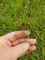 Dichanthelium sphaerocarpon