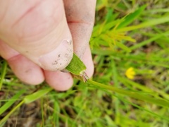 Dichanthelium sphaerocarpon