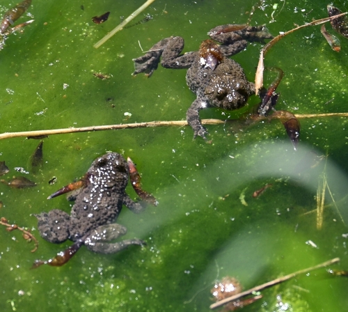 Yellow-bellied Toad, photo 7 of 10